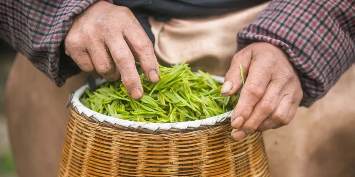 纳福礼为您细述：茶汤要倒尽还是留根?