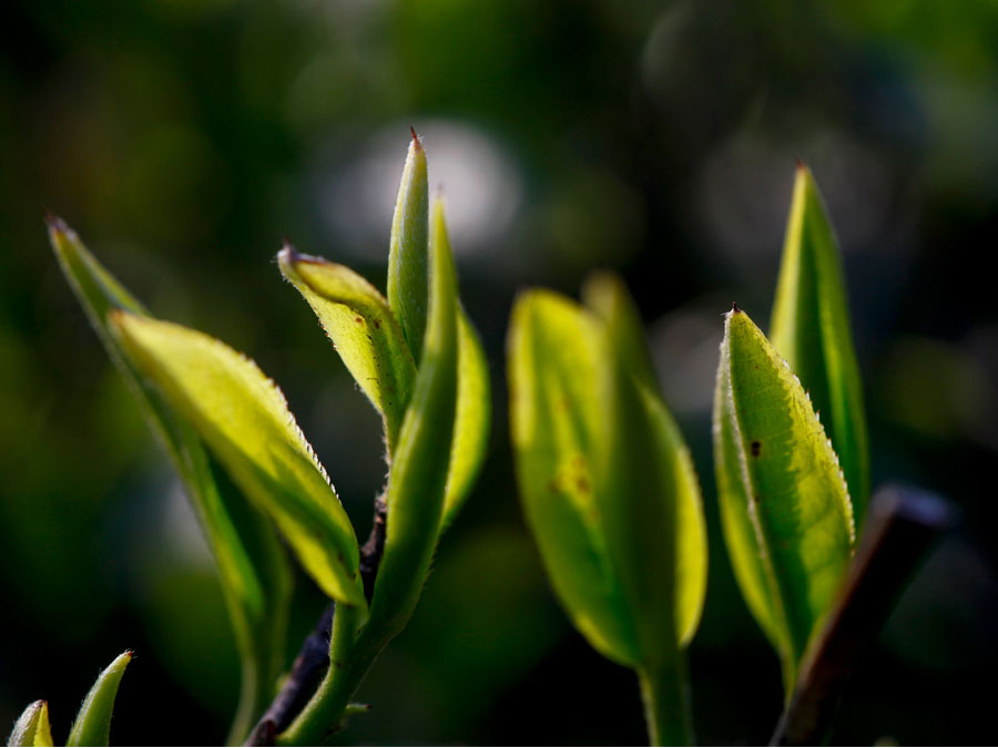 纳福礼-茶叶新芽